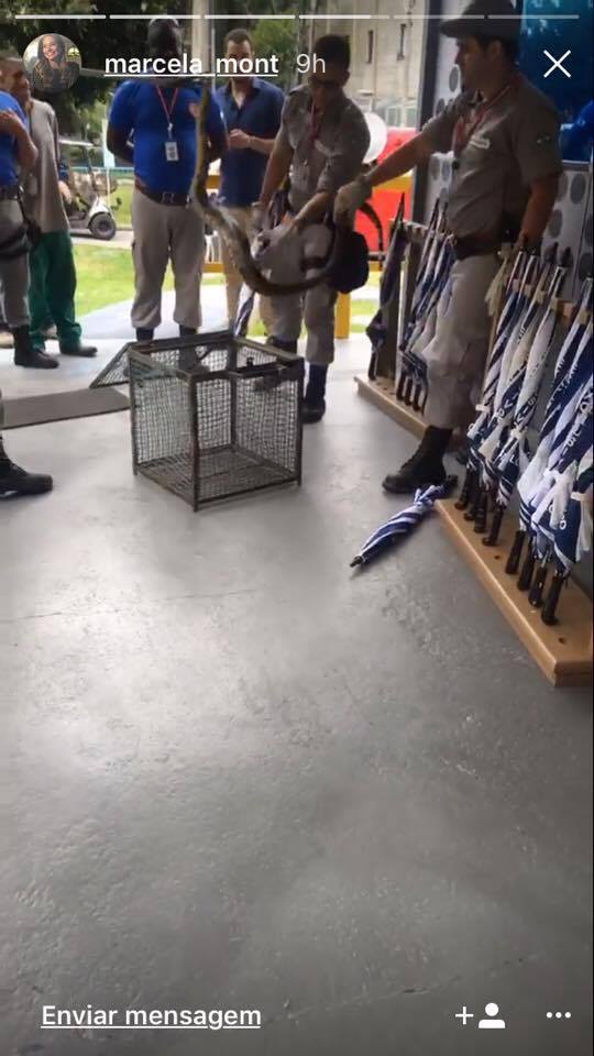 Cobra é encontrada perto de camarins do Vídeo Show