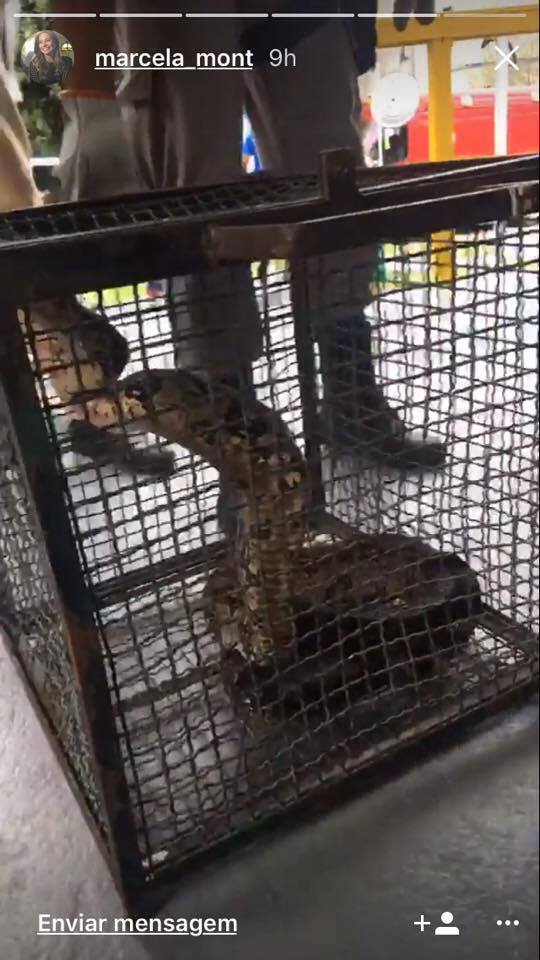 Cobra é encontrada perto de camarins do Vídeo Show