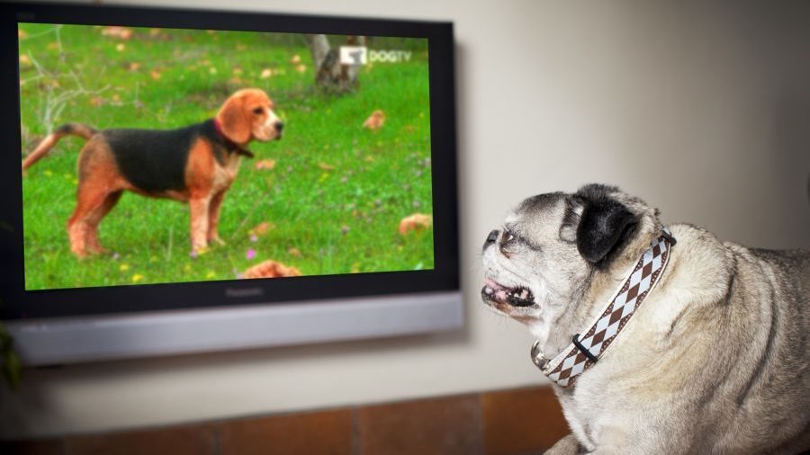 DOGTV