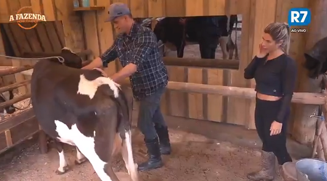 Ana Paula Minerato e Marcos Harter cuidando da vaca