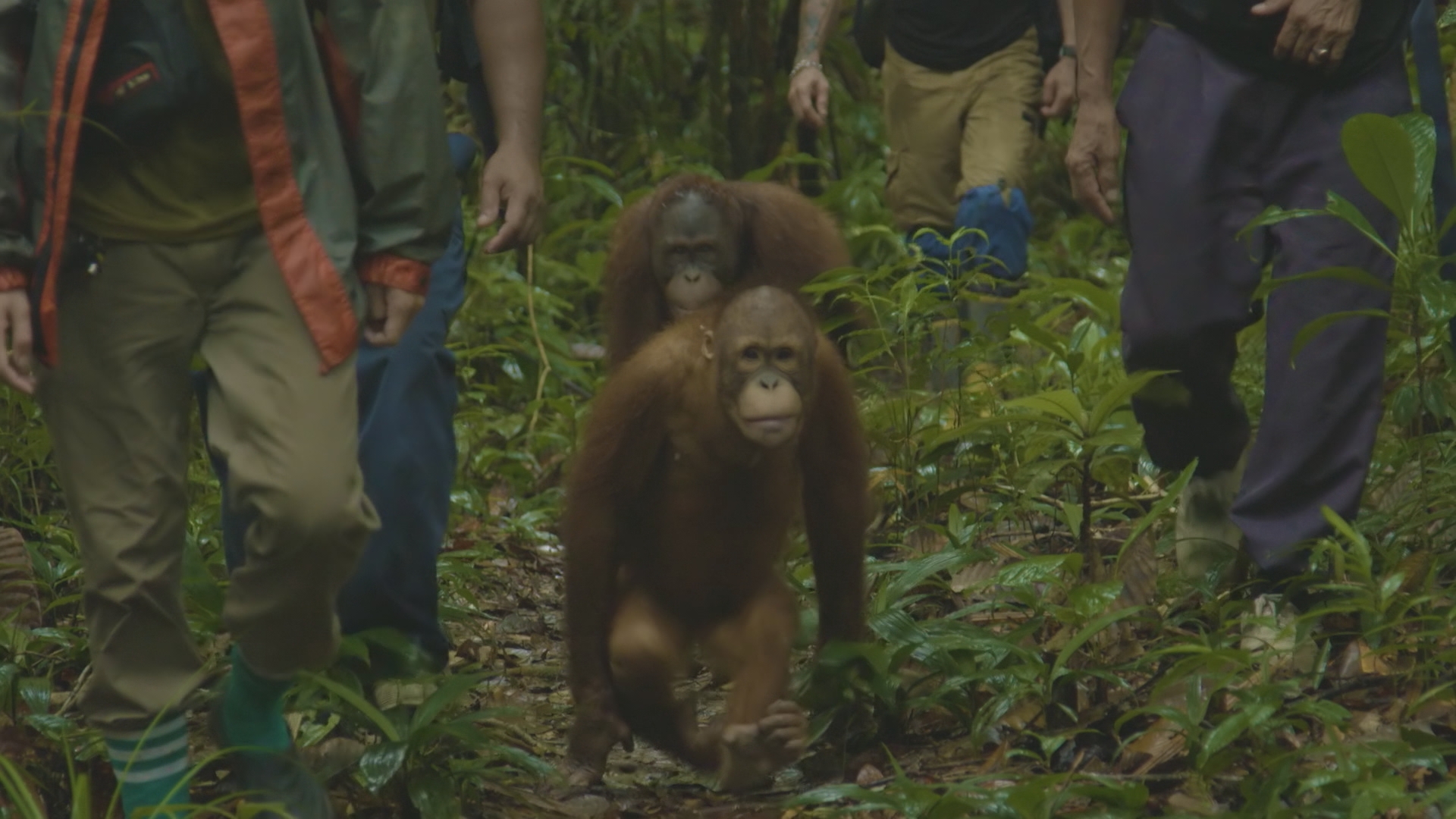 Frontier Borneo