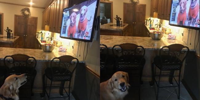 Cao tem reação surpreendente ao se ver na TV (Divulgação)