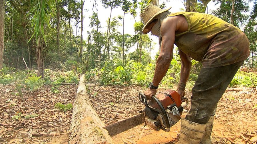 Câmera Record mostra produção clandestina de carvão