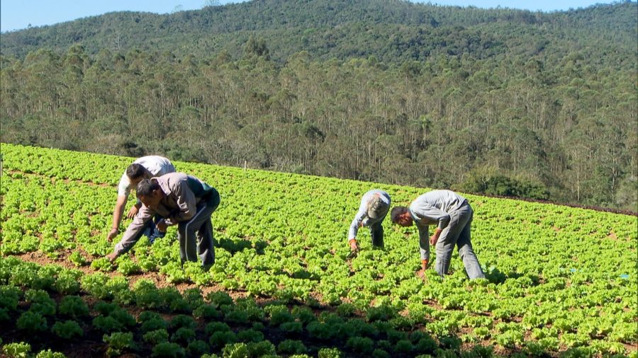 Câmera Record mostra doenças e outros casos de contaminação por agrotóxicos