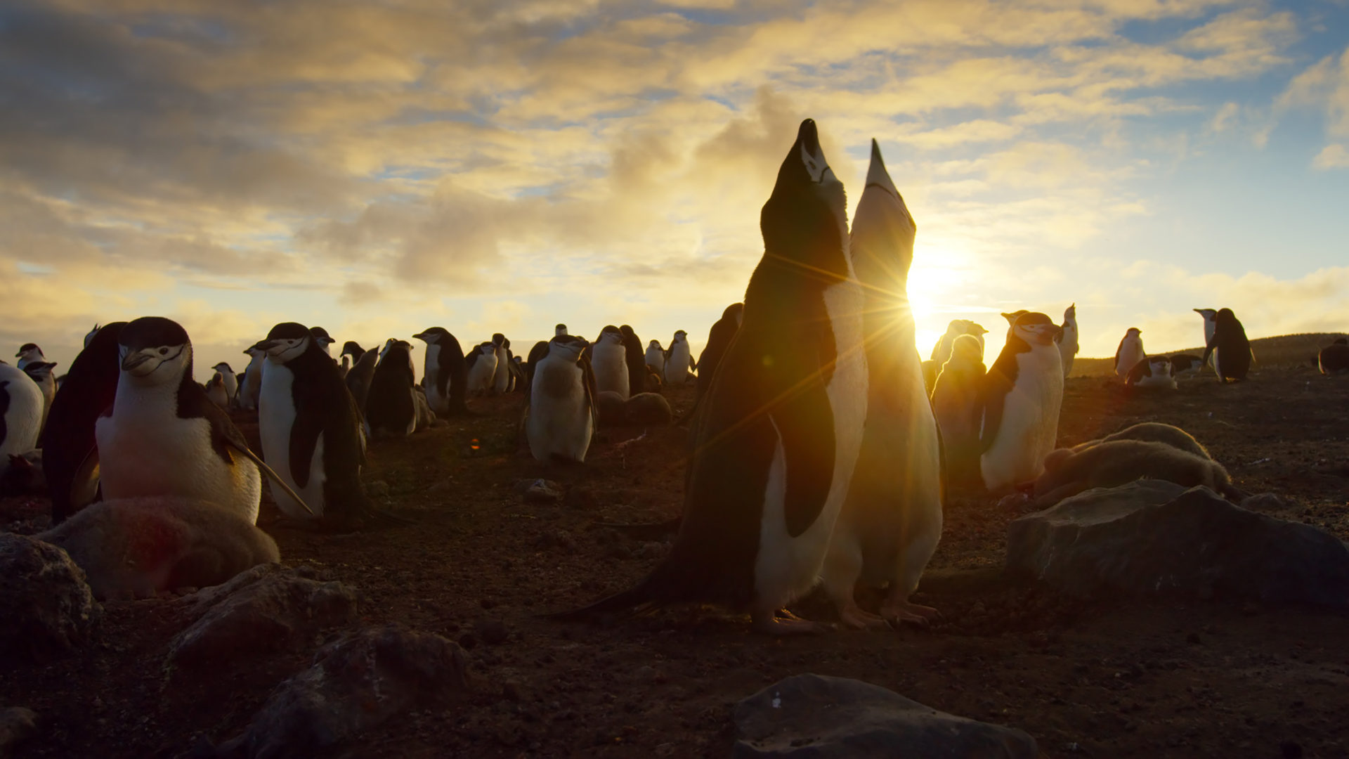 Pinguins no por do sol da Ilha Zavodovksi no documentários Planeta Terra II