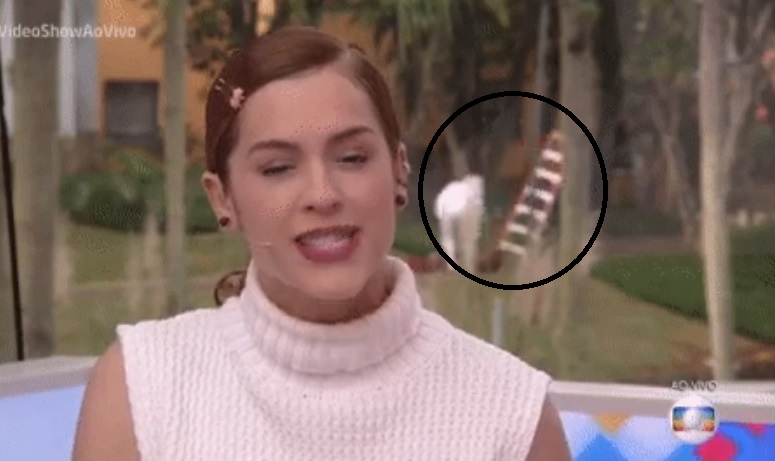 Ataque de insetos chamou atencao no Video Show