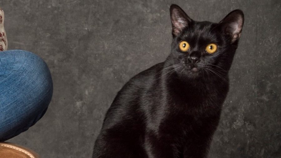 O gato Léon em O Sétimo Guardião