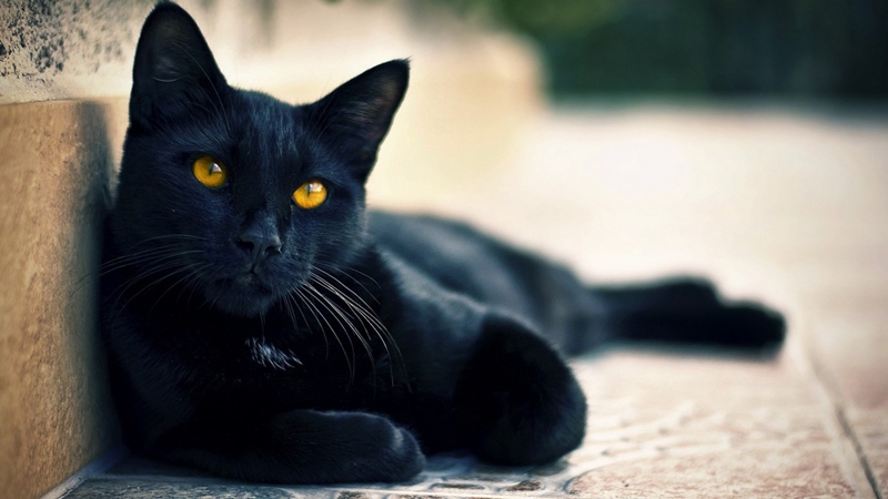 Gato León de O Sétimo Guardião (Divulgação)