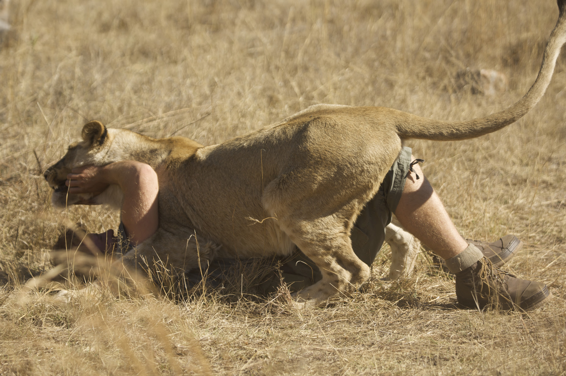 Animal Planet estreia nova temporada de Cara a Cara com as Feras