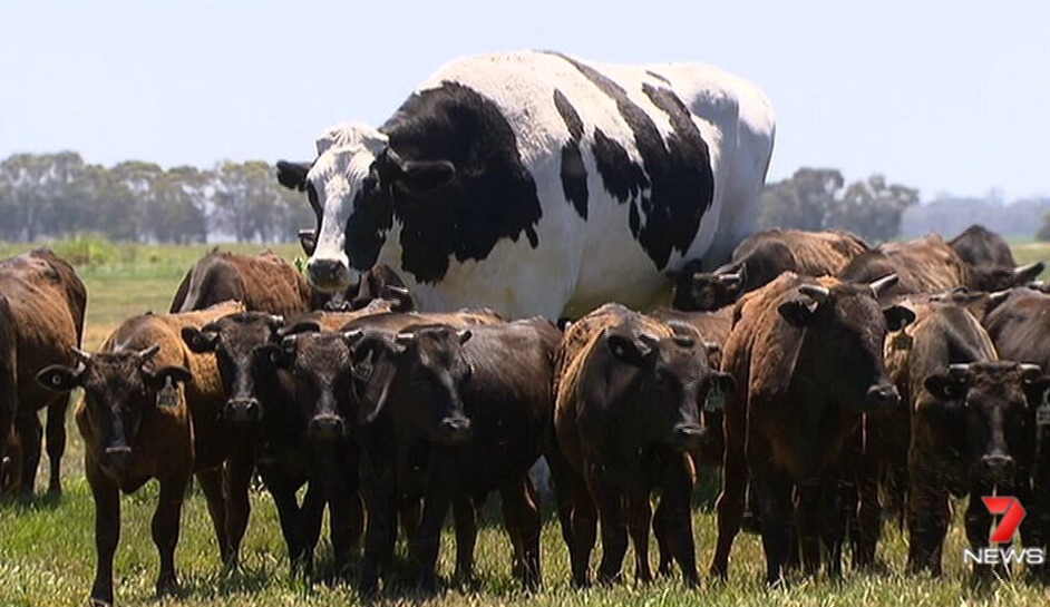 Maior boi australiano (Reprodução: 7 News Central Queensland)