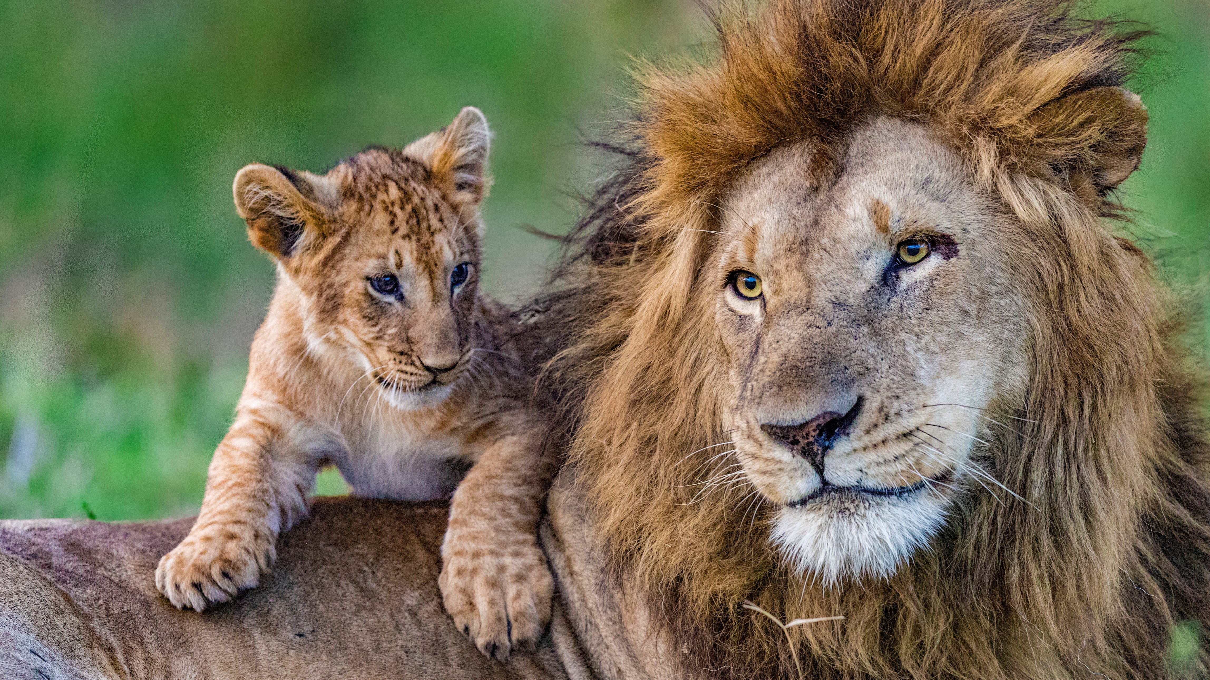 Animal Planet estreia a série Os Reis da Selva