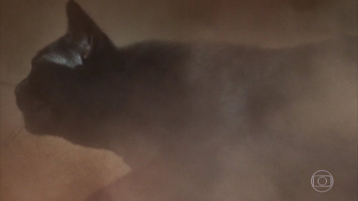 Gato León é atropelado