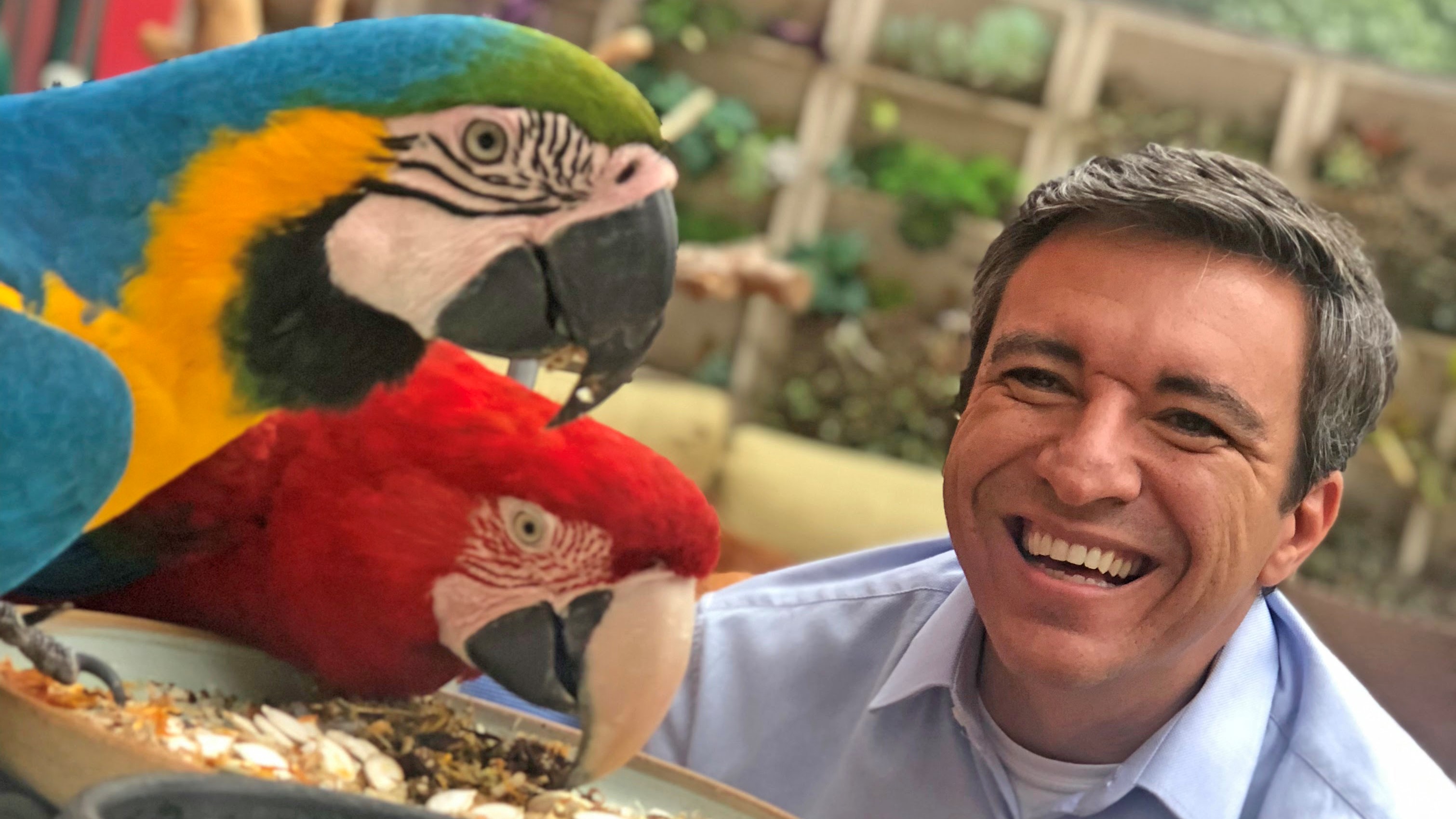 O repórter Marcio Campos observa casal de araras