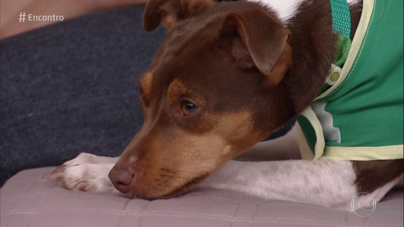 Leona, cadela que participou do Encontro