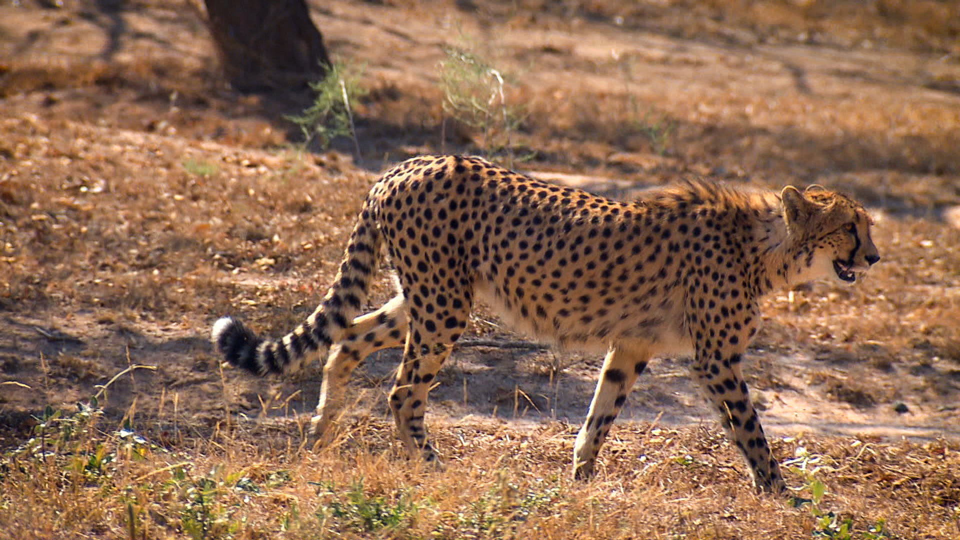 Guepardos, os felinos mais rápidos do mundo no Globo Repórter