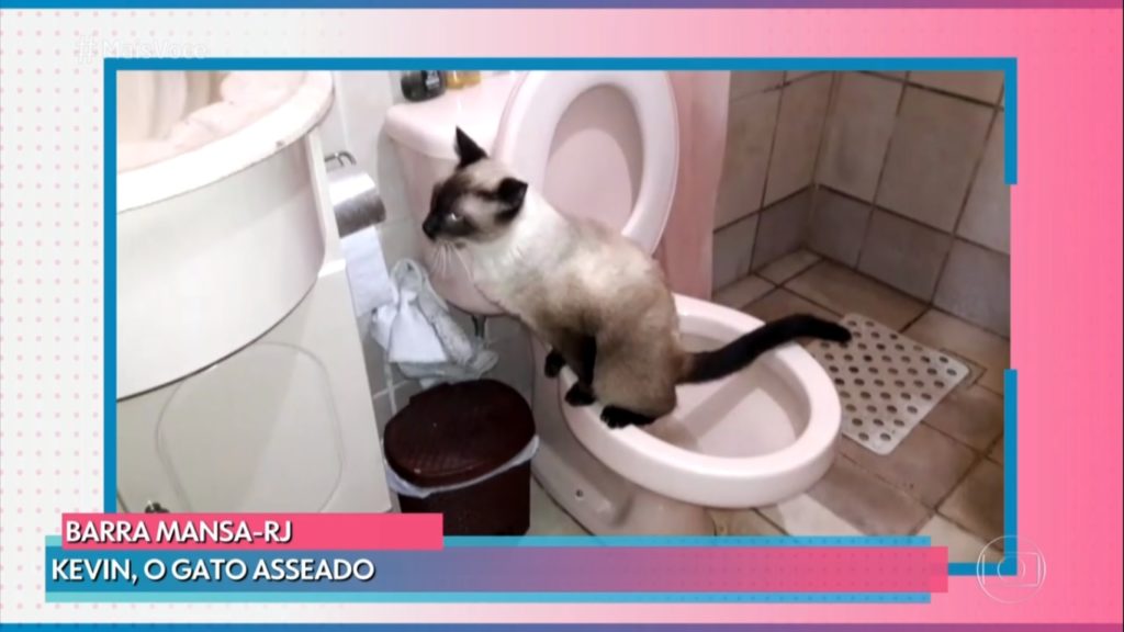 Gato Kevin virou assunto no Mais Você