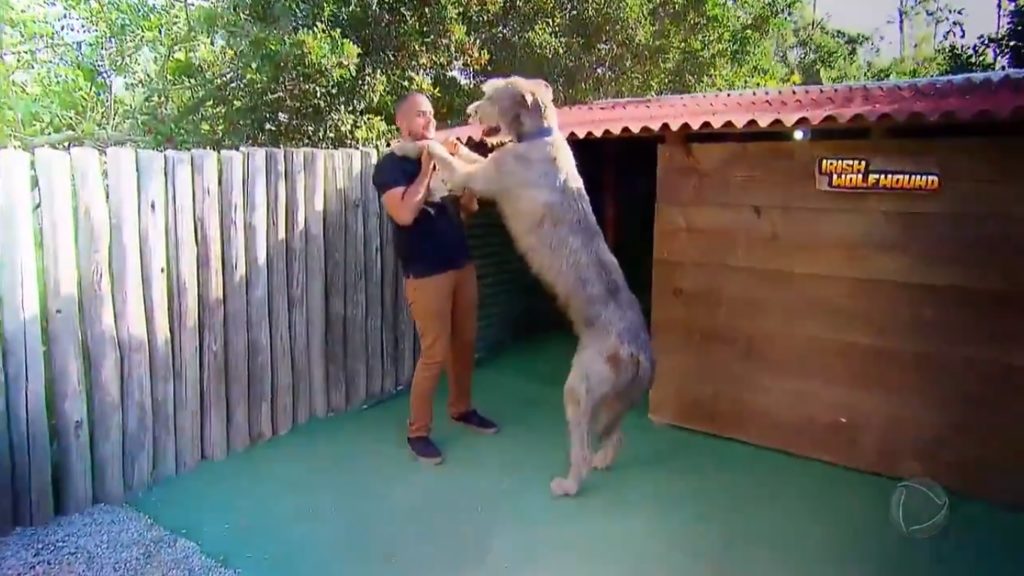 Bolt no Domingo Show