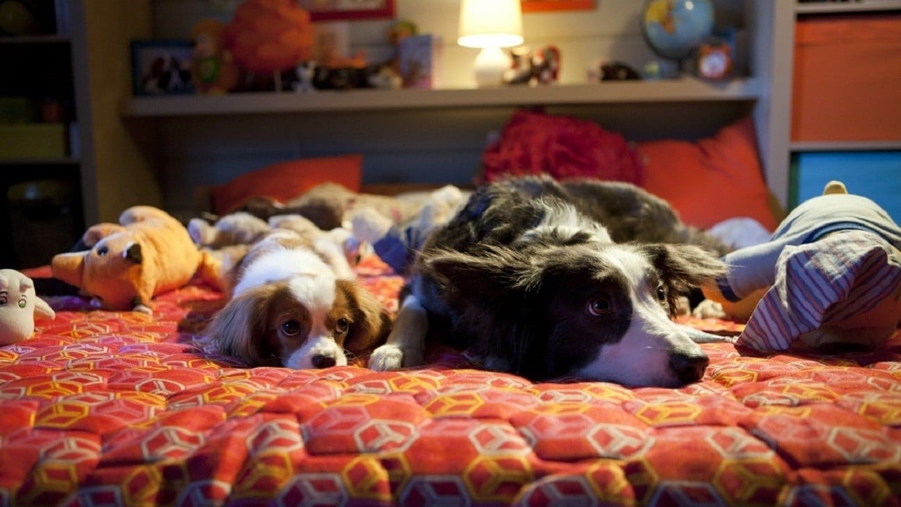 Filme Patas, Ossos & Rock’n Roll