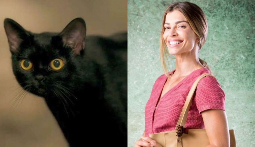 Gato que viveu o León de O Sétimo Guardião e Paloma (Grazi Massafera) de Bom Sucesso
