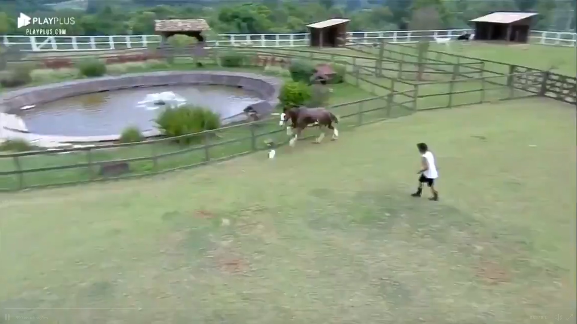 Cavalo Lyon