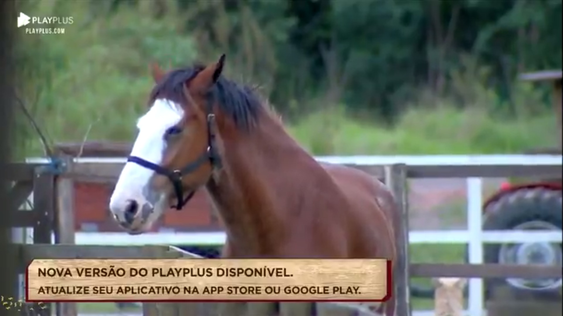 Cavalo Lyon