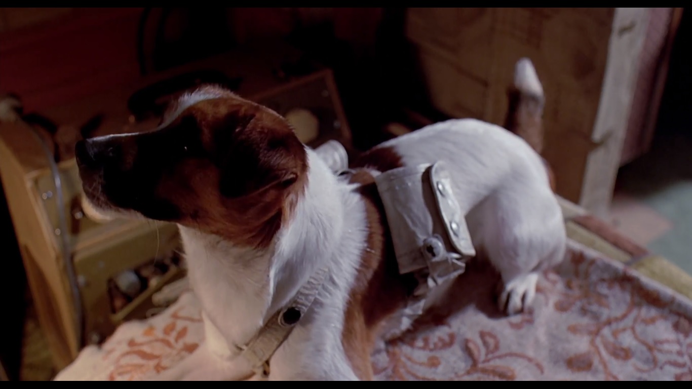 Falando Pra Cachorro