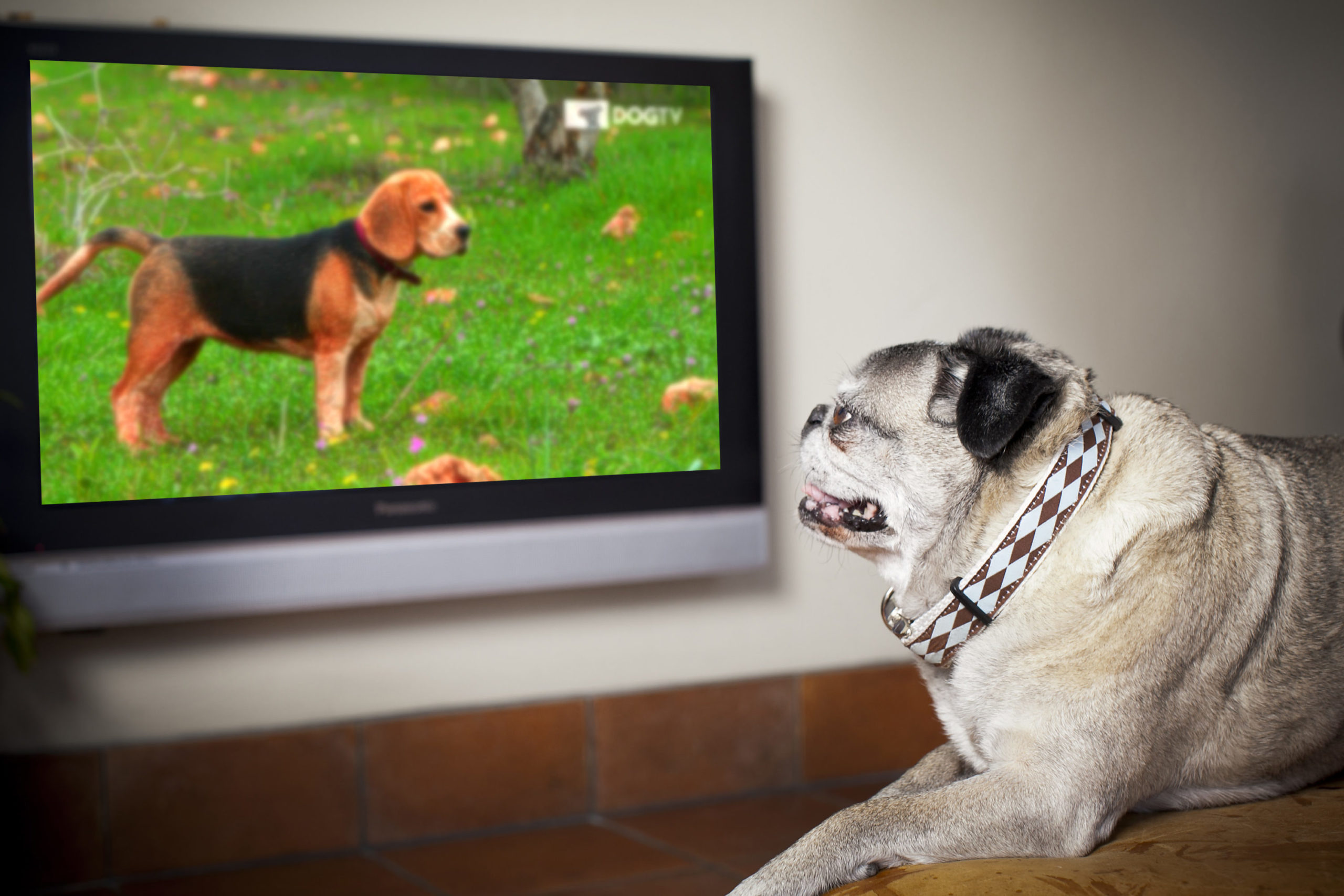 DOGTV terá sinal liberado pela Vivo TV