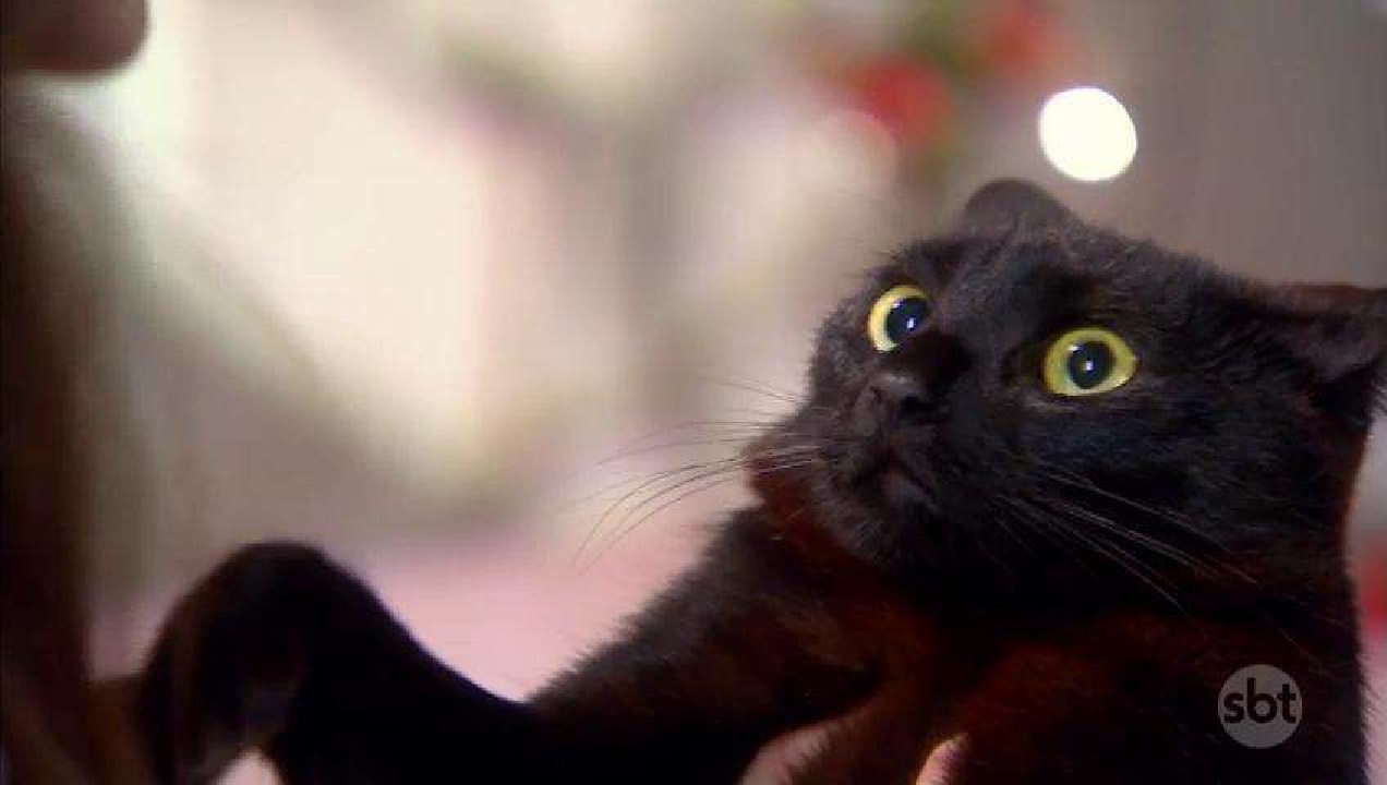 O gato Chuvisco em As Aventuras de Poliana (Reprodução / SBT)