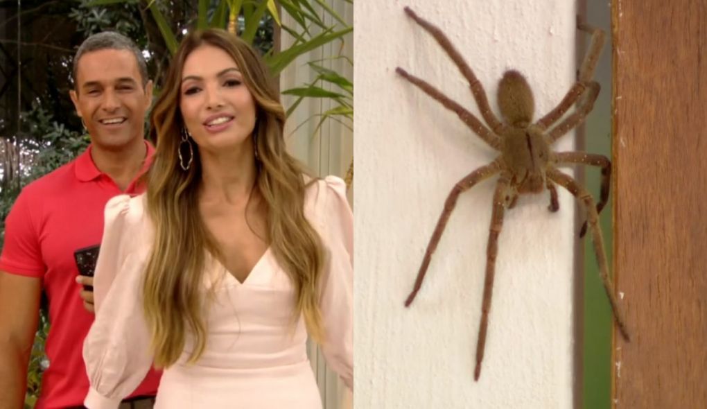 Fabricio Battaglini e Patrícia Poeta viram uma aranha no Mais Você