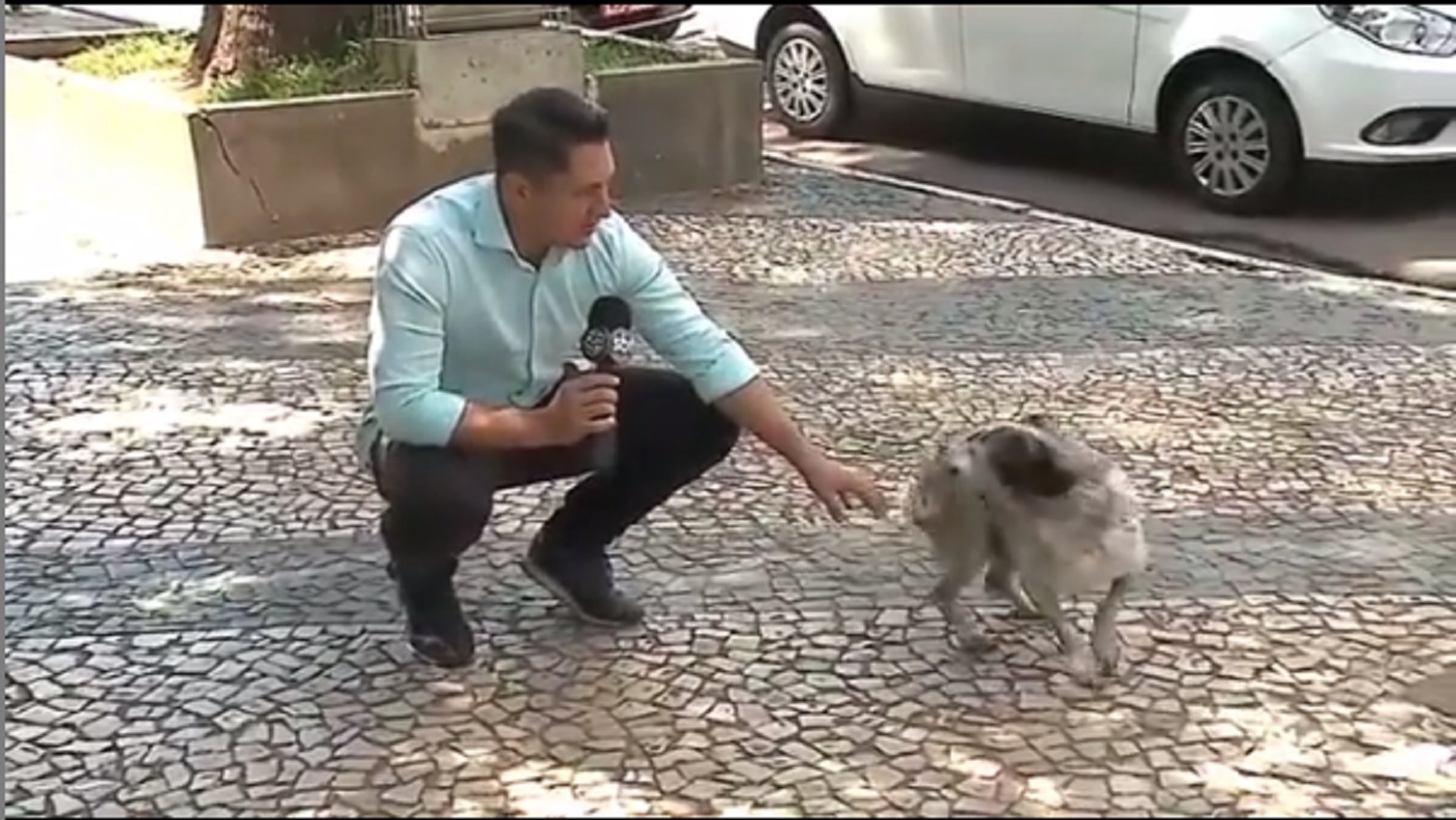 Clarison Kawa durante passagem com cachorro na Rede Massa/SBT