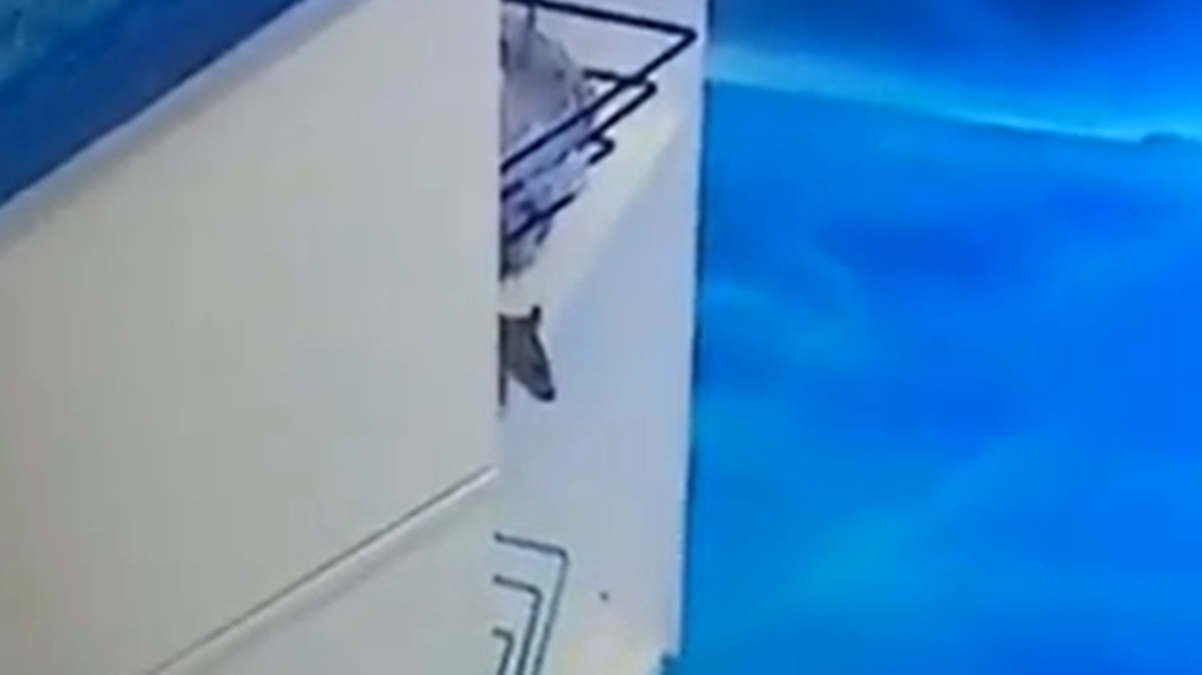 Rato na cozinha do BBB20-