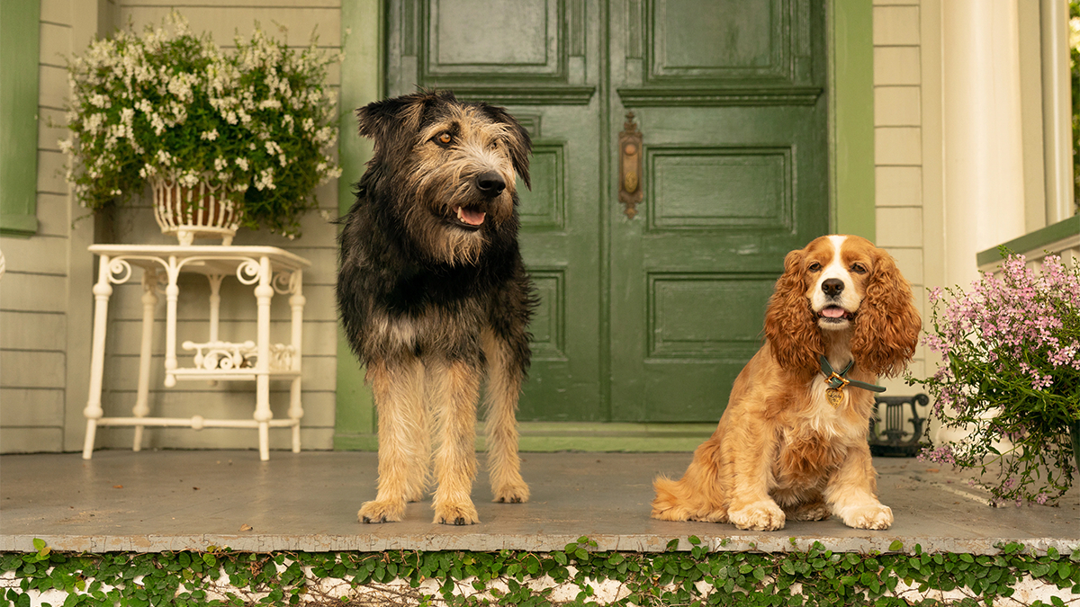 Catálogo do Disney+: O longa live action A Dama e o Vagabundo