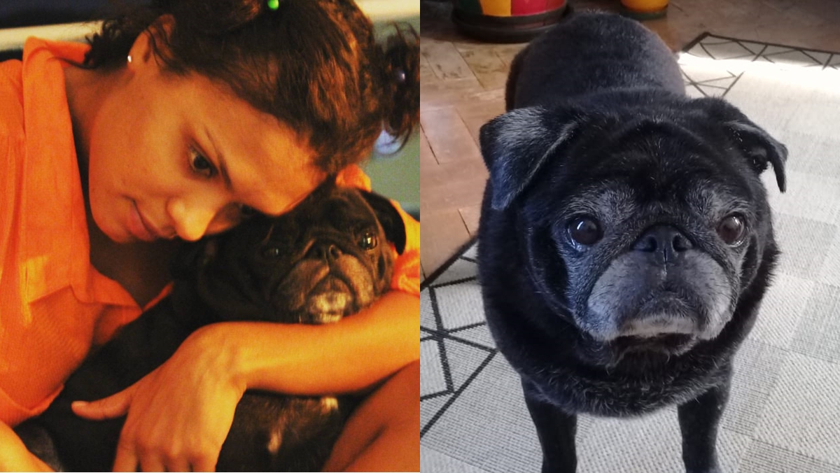 Lidi Lisboa e Joaquim, seu cãozinho Pug (Foto/Equipe Lidi Lisboa)