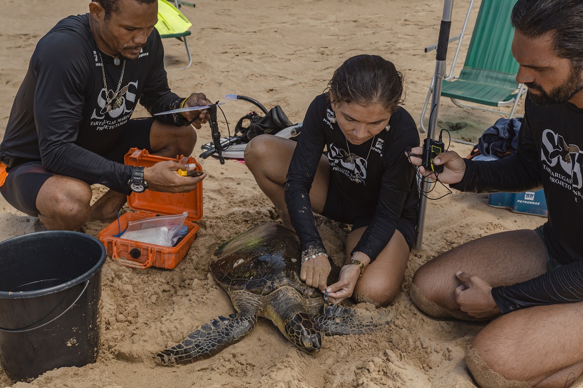 Coração de Noronha, programa sobre o Projeta Tamar