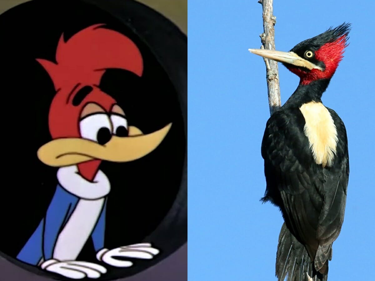 Animação Pica-Pau foi inspirada no pica-pau-bico-de-marfim (Reprodução/Montagem Observatório da TV)