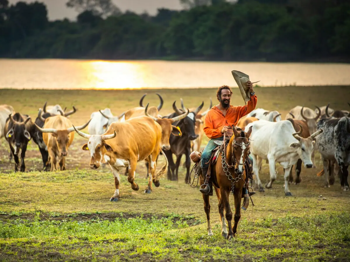 Joventino (Irandhir Santos) e os bois, tidos como marruás, na novela Pantanal