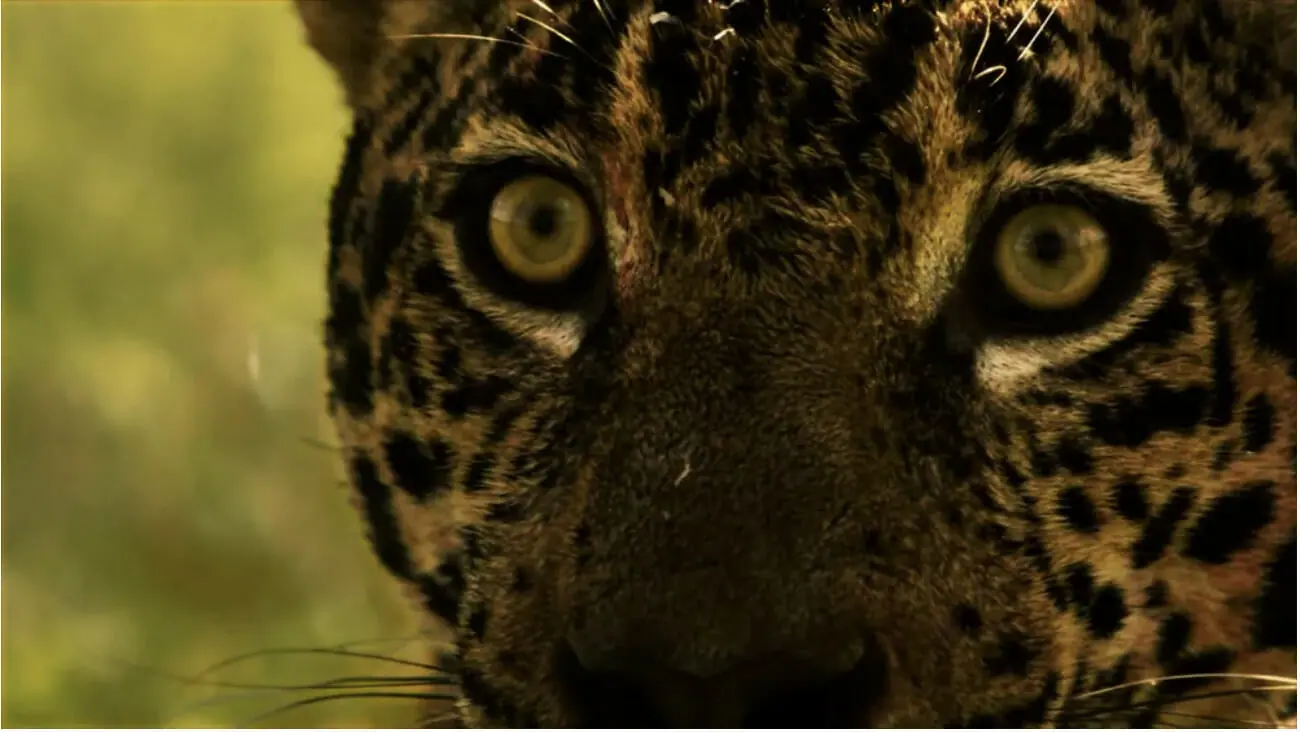 Cena da novela Pantanal