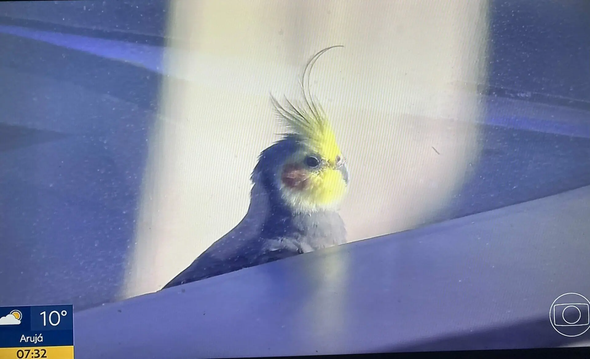 Calopsita invade estúdio do Bom Dia SP