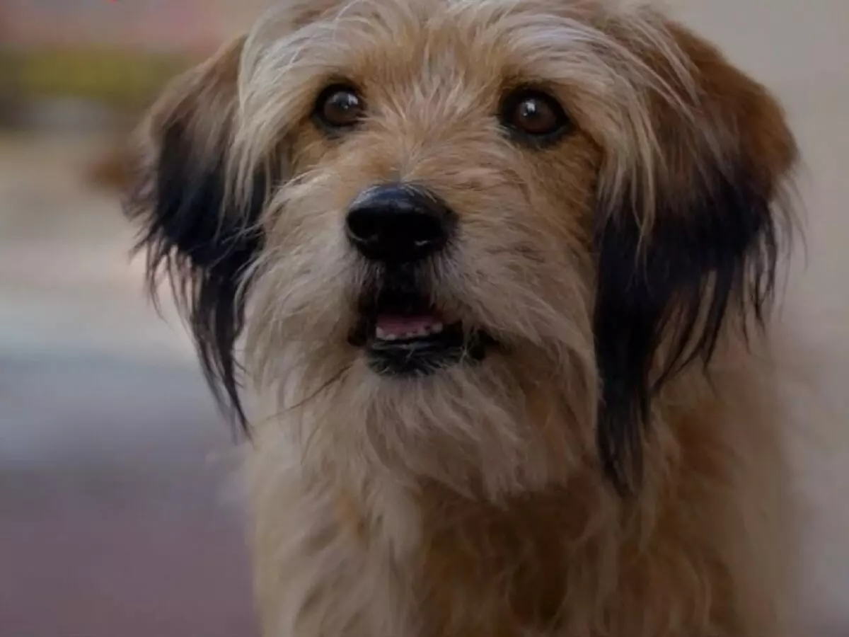 Estes são os melhores filmes com cachorros fofos disponíveis na Netflix