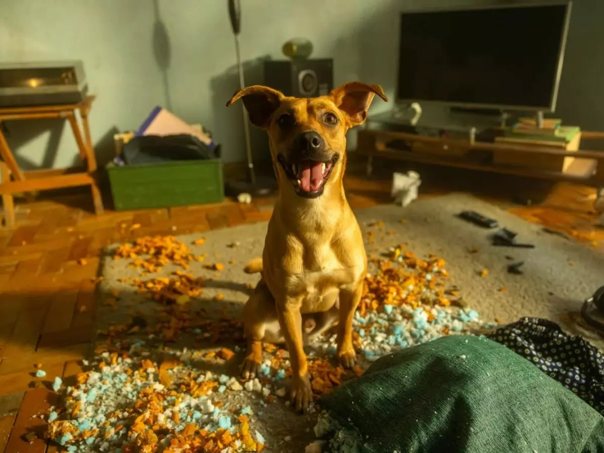 A história real do cachorro caramelo que protagoniza filme da Netflix