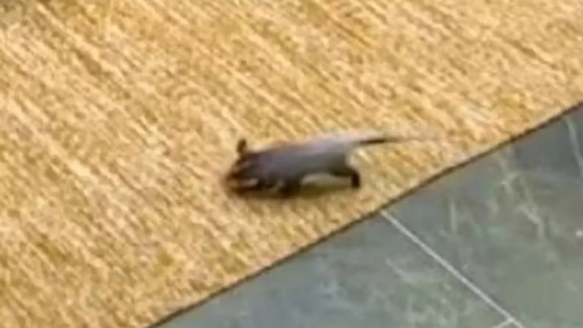 BBB 26: Animal invade a casa do reality e deixa produção em pânico
